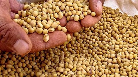 Soybean