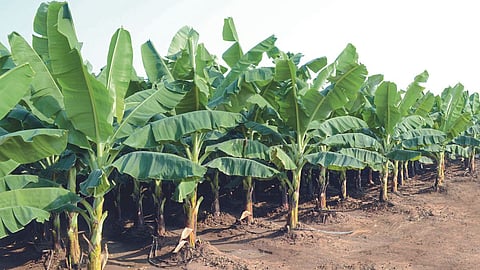 Banana Crop Insurance