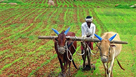 Chana Sowing