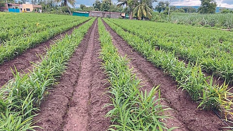 Ginger Seed 
