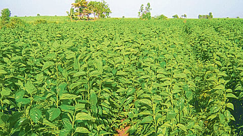 Mulberry Cultivation