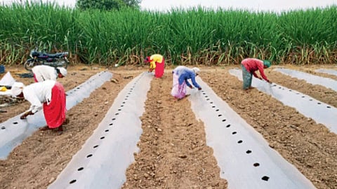 Watermelon Cultivation