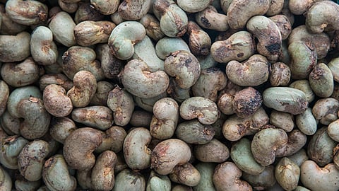 Cashew Seed