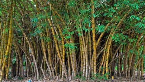 Bamboo Cultivation