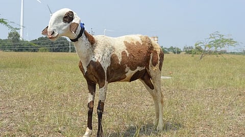 Sheep 