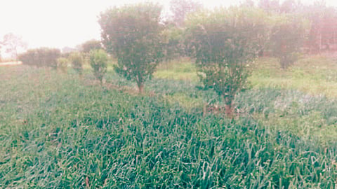 Unseasonal Rain