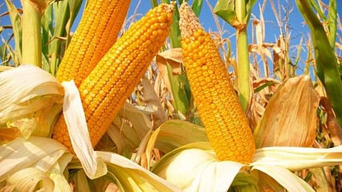 Maize Market