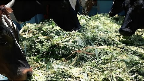Nagar Fodder News