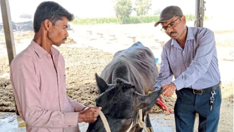 Livestock Tagging