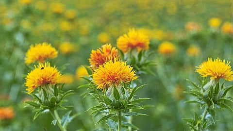 Safflower Pest : करडई पिकातील एकात्मिक कीड व्यवस्थापन