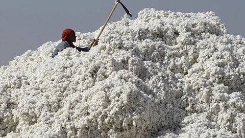 Cotton Rate