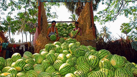Watermelon Market 