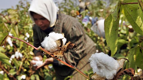Cotton Farming