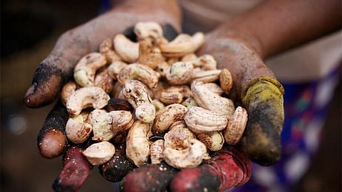 Cashew