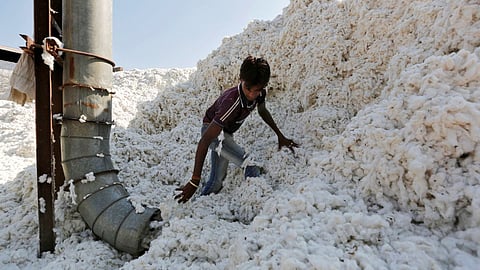 Cotton Market