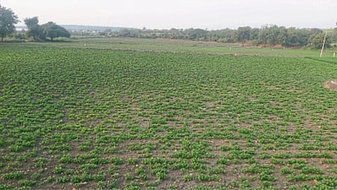 Sowing