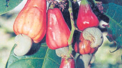 Cashew