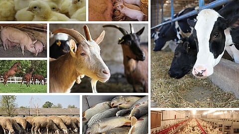 Livestock Census 