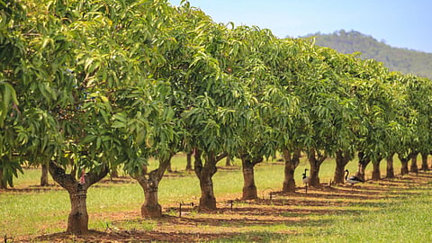 Mango Cultivation