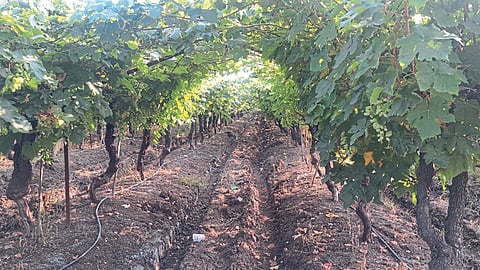 Vineyard 