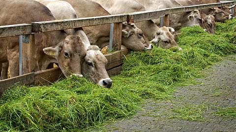 Animal Fodder
