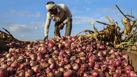 Onion Farmer