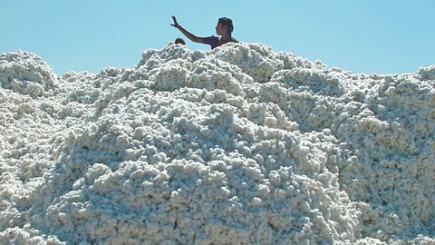 Cotton