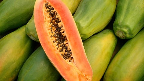 Papaya Rate 