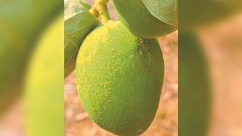 Mango Pest 