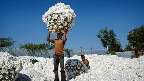 Cotton 