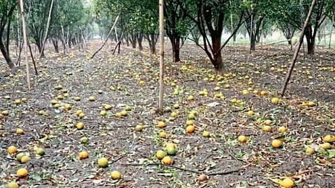 Crop Damage 