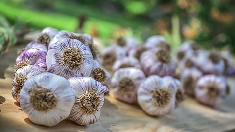 Garlic Price