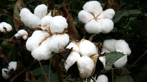 Cotton