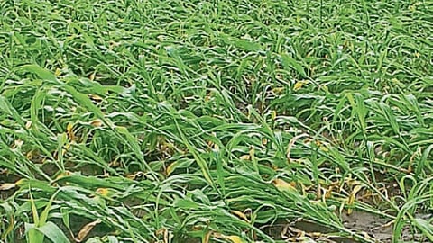 Crop Damage