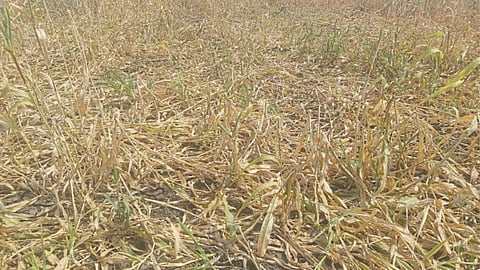 Crop Damage 