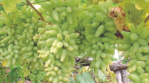Grape