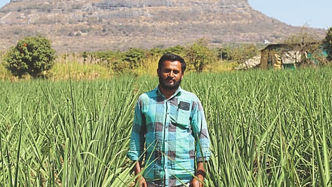 Sugarcane Production 