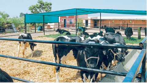 Animal Care