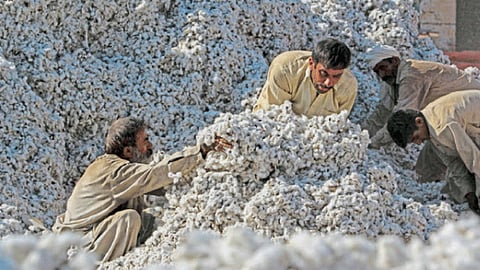 Cotton Market