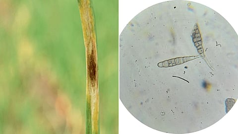 Onion Disease