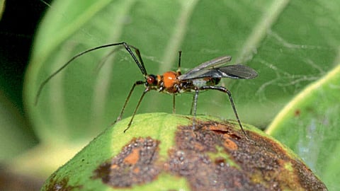 Insect Infestation