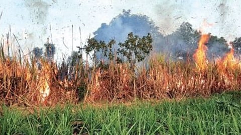Sugarcane Season
