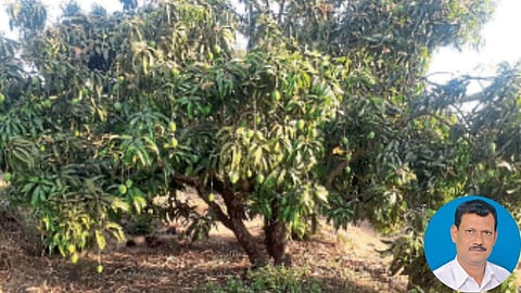 Mango Management