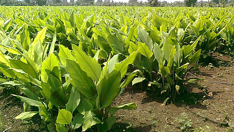 Turmeric 