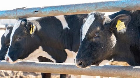 Cow Milk Subsidy