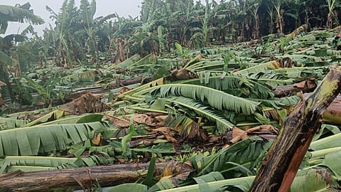 Banana Crop Damage 