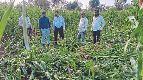 Crop Damage