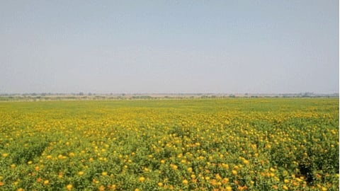 Kardai 