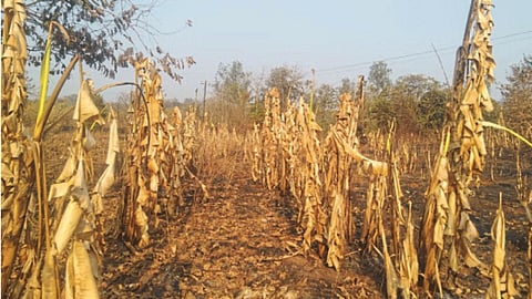 Crop Damage