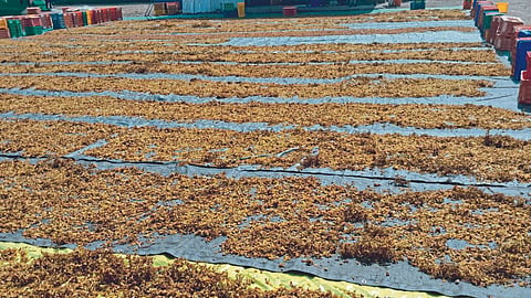 Bedana Production